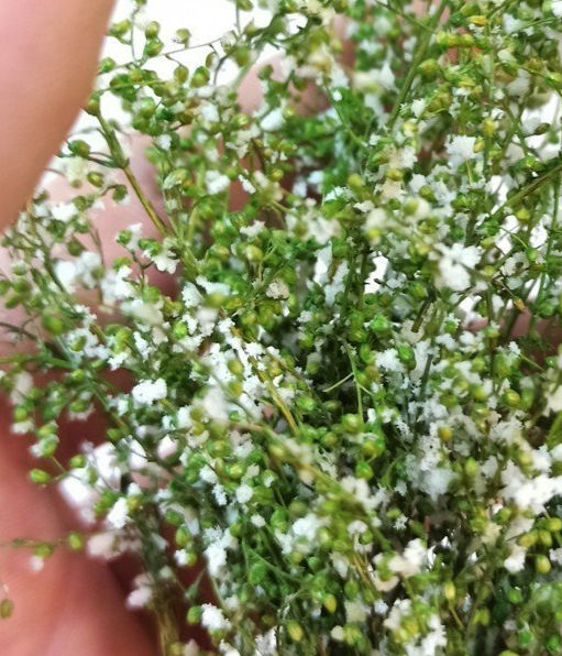 Flowering Ground Cover