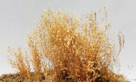 Micro Dry Seeded Grass