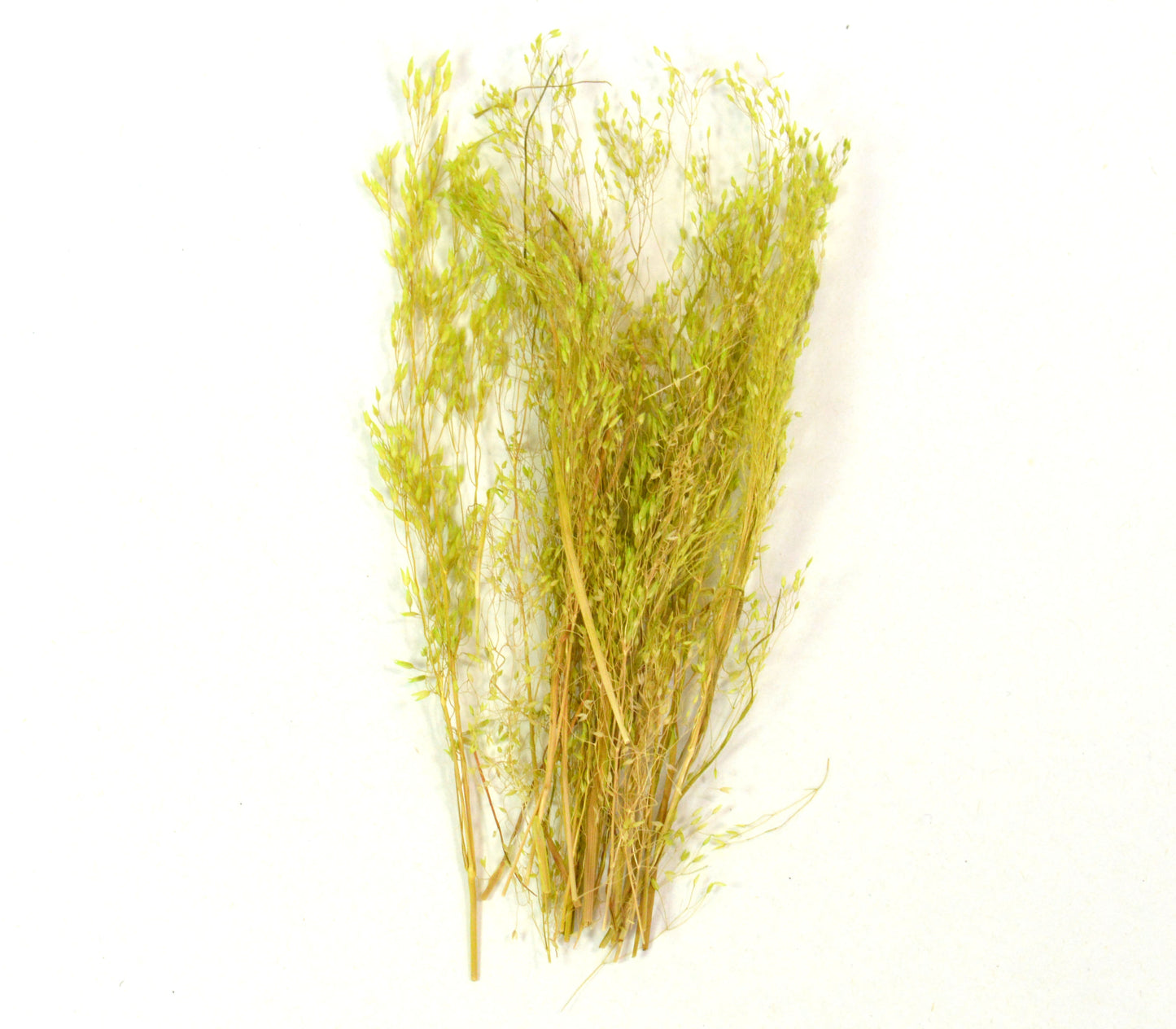 Mixed Light Green Grass