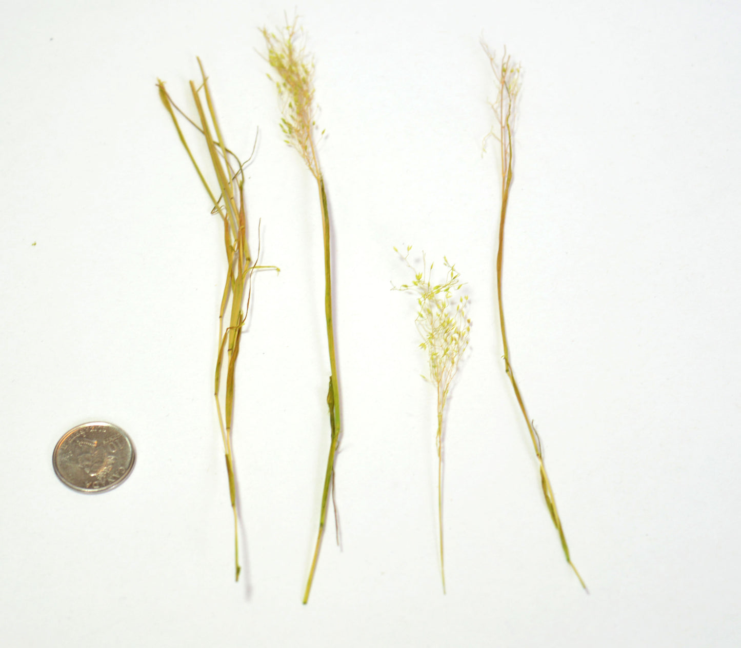 Micro Varigated Canes