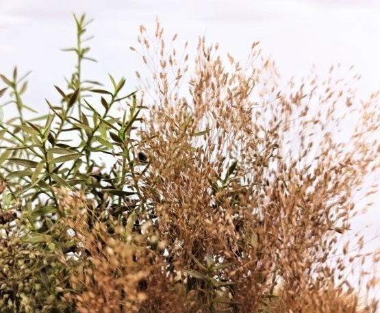 Delicate Sun Burnt Grass