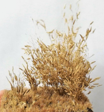 Delicate Summer Wheat