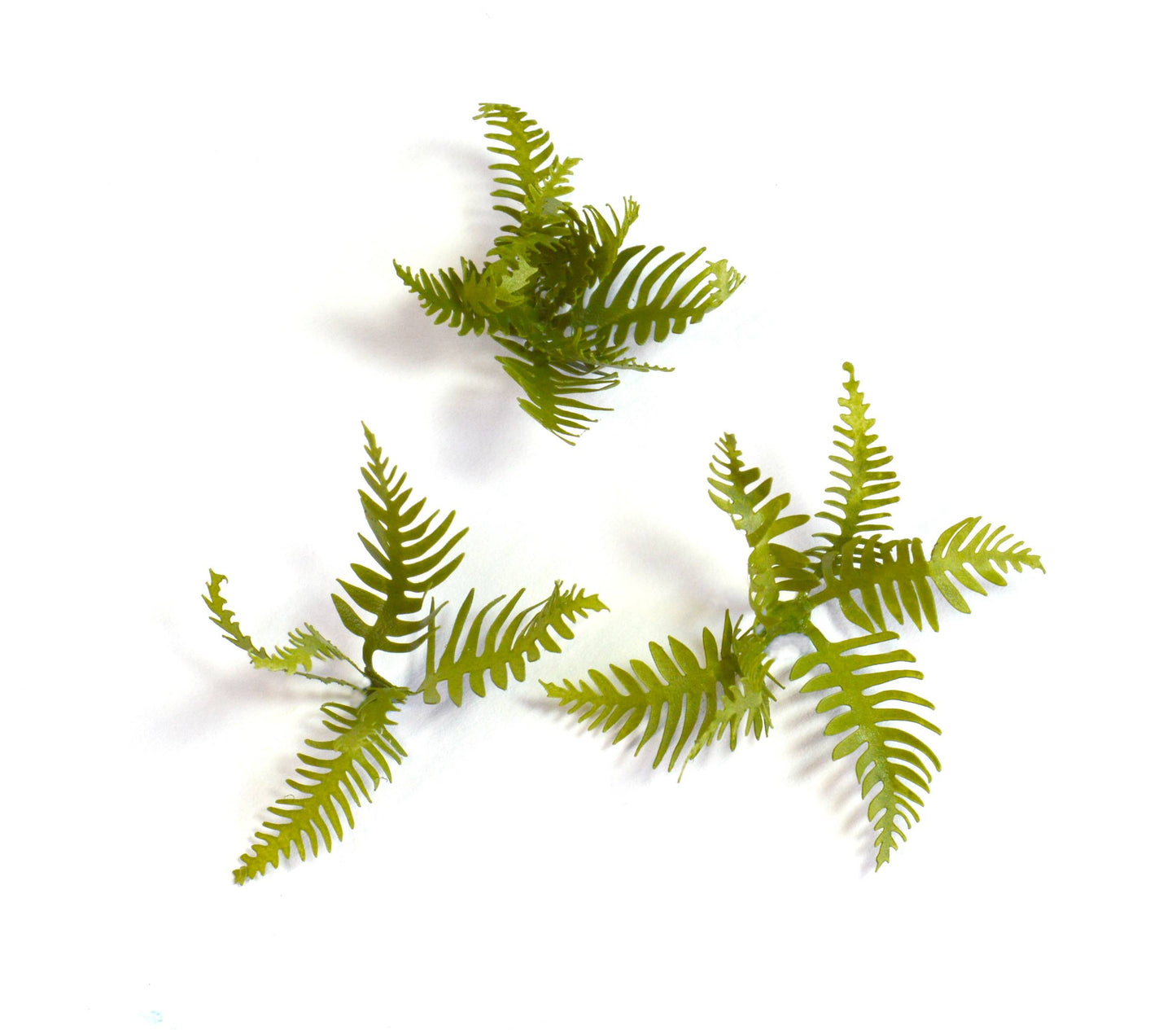 Fern Base Accessories