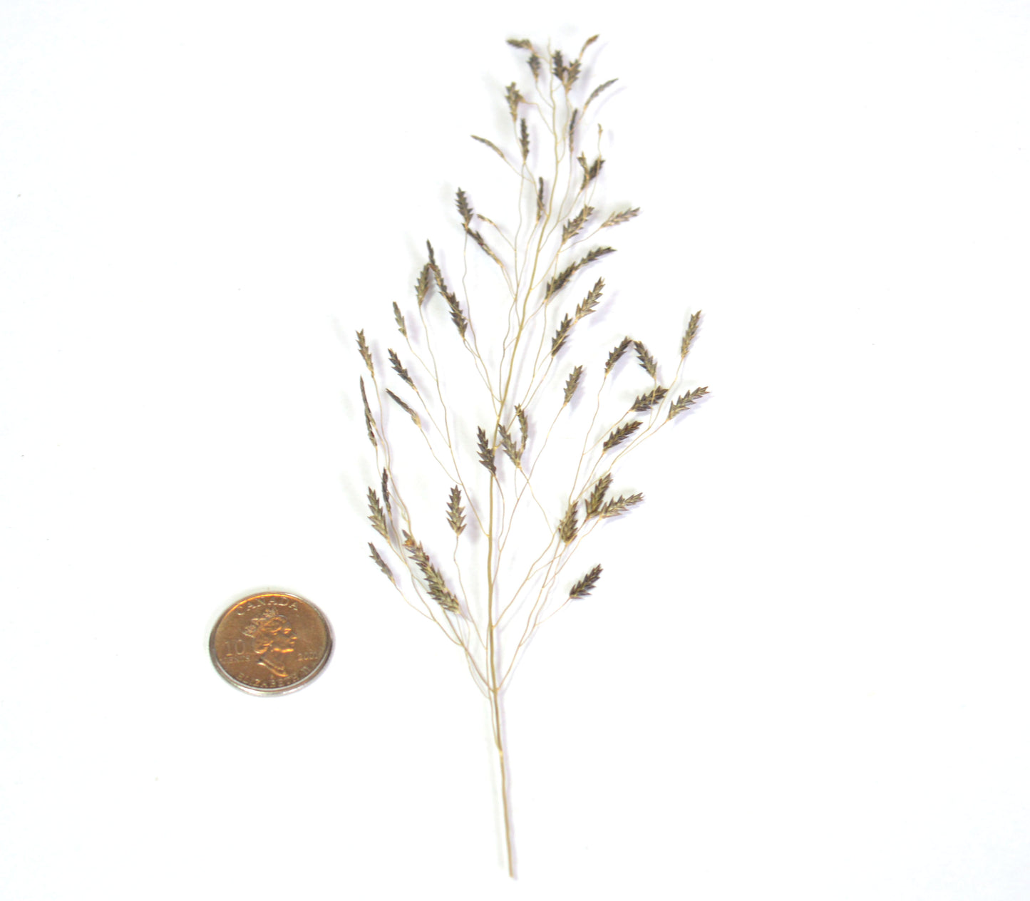 Delicate Late Autumn Wheat