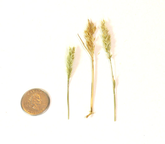 Dry Marsh Plants