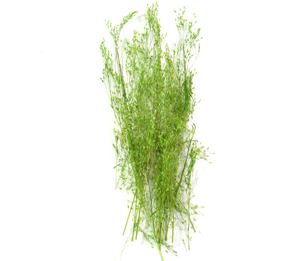 Delicate Green Seeded Grass