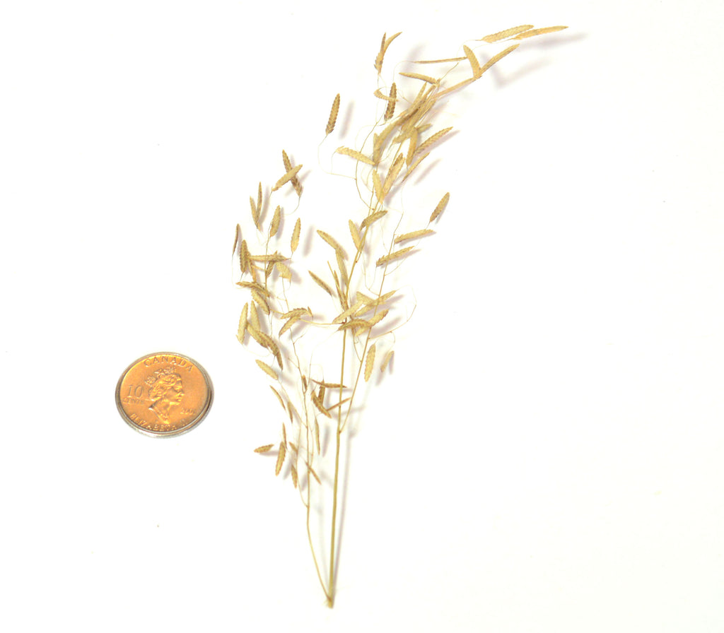 Delicate Summer Wheat