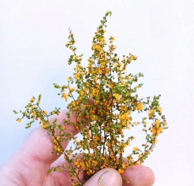 Flowering Ground Cover