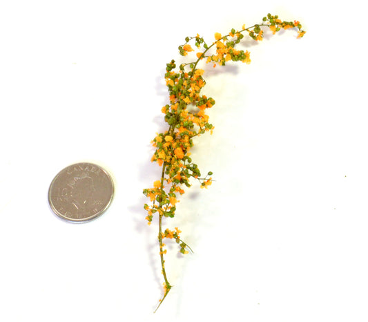 Flowering Ground Cover