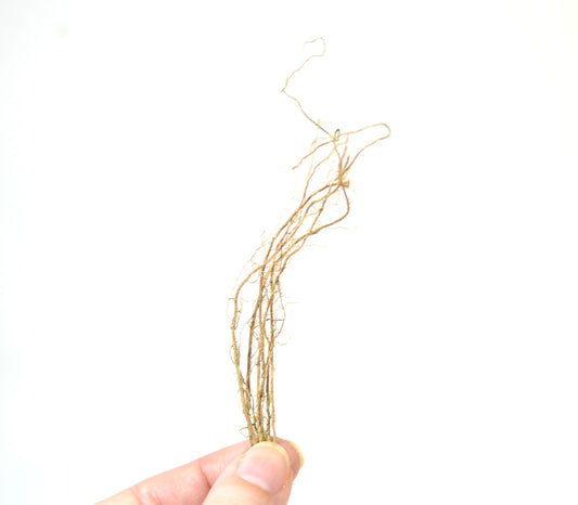 Micro Roots